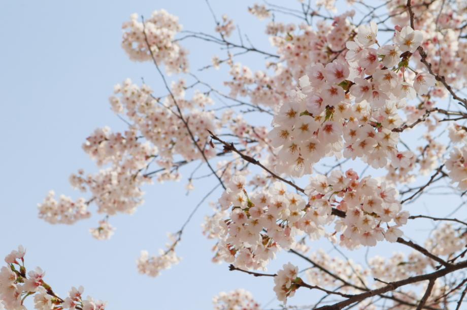 계룡산 벚꽃축제2
