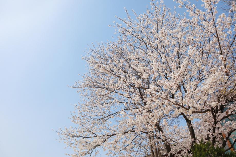 계룡산 벚꽃축제3