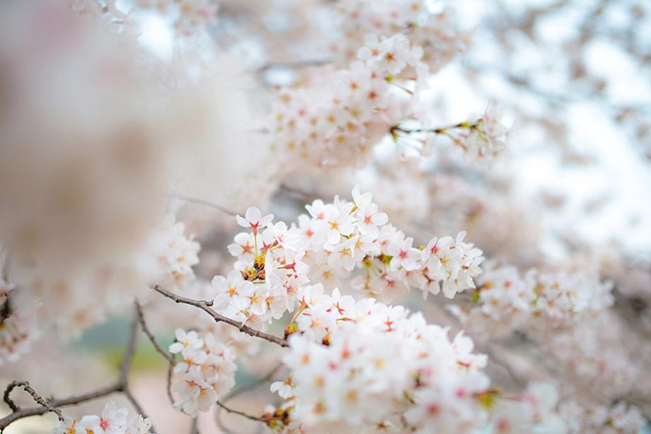 계룡산 벚꽃축제