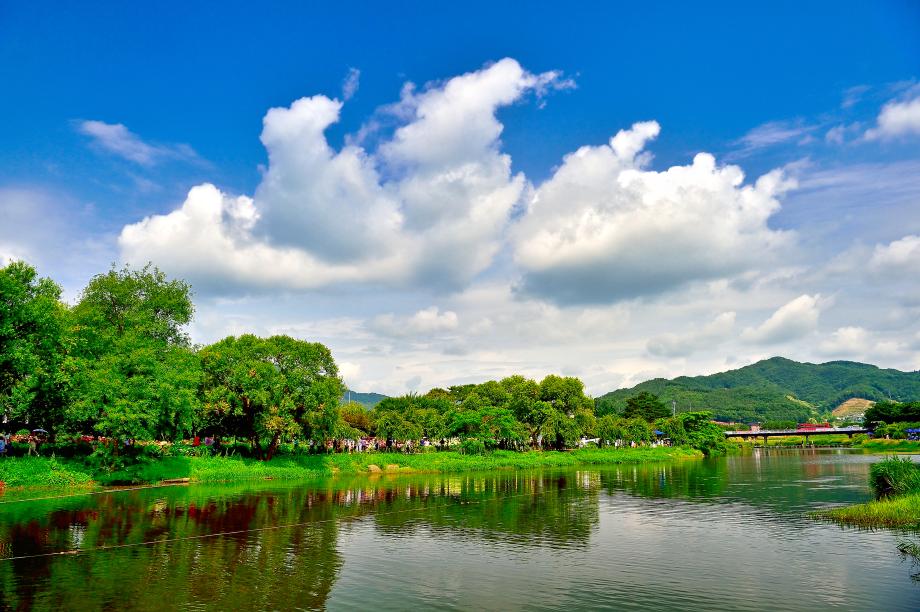 공주 유구색동수국정원 꽃 축제2